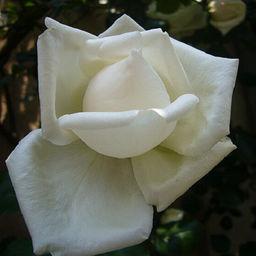 R560 ШИН-СЕТСУ