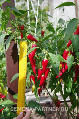 Перец острый Стаси - Партнер фото 5