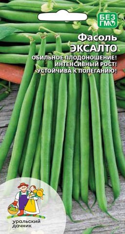Фасоль ЭКСАЛТО  Обильное плодоношение! Интенсивный рост! Устойчива к полеганию!