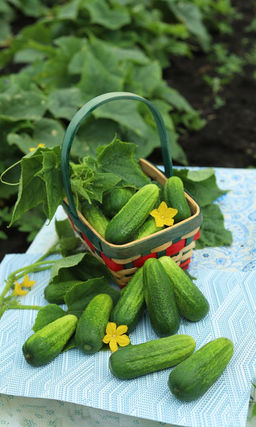 Огурец ЗОЛОТОЙ ЮБИЛЕЙ Компактный куст! Пучковая завязь! Зеленцы ароматные, крепкие, без пустот! Для маринования, засола и консервации!