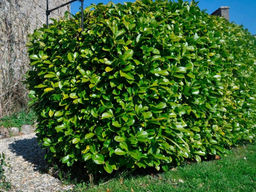 Лавровишня обыкновенная кавказская - Долина роз фото 6