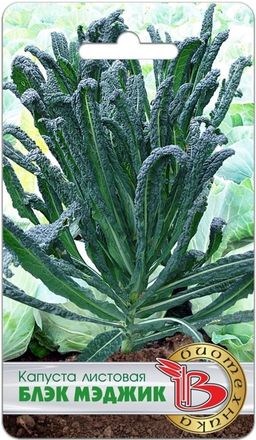 Капуста листовая Блэк Меджик
