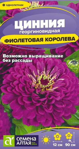 Цветы Цинния Фиолетовая Королева георгиноцв./Сем Алт/цп 0,2 гр.