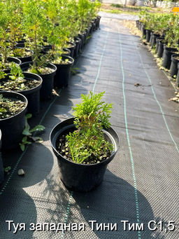 Туя западная Тини Тим С1,5 - Park rose фото 2