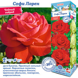 Роза Софи Лорен (Чайно-гибридная) 1шт