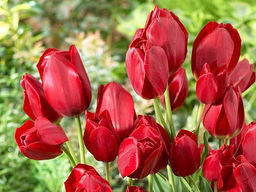 Тюльпан Red Bouquet (Ред Букет)