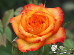 Роза Хай Мэджик