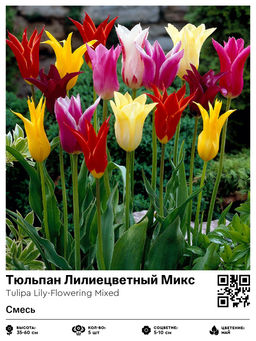 Тюльпан Lily-Flowering Mixed (Лилиецветный) - Голландские луковицы фото 2