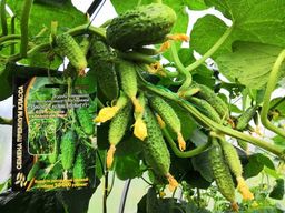 Огурец ПУЧКОВОЕ ВЕЛИКОЛЕПИЕ F1  Уникальный!