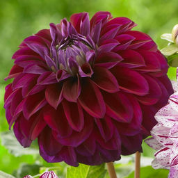 ГЕОРГИНА Блю Бёрд Разбор I Кол-во упак., шт 1