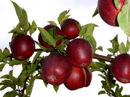 Яблоня Глостер