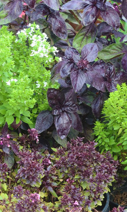 Базилик ИДЕАЛЬНАЯ СМЕСЬ  Великолепный разноцветный букет ароматной, целебной зелени! Можно выращивать на подоконнике круглый год!