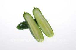 Огурец пчелоопыляемый Эльбрус - Партнер фото 5