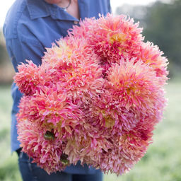 Георгина Myrtles Folly (Фимбриата) - Голландские луковицы фото 2