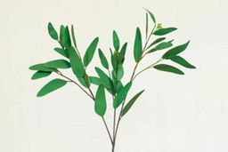 087 Эвкалипт Николя