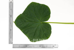 Огурец партенокарпический Герман - Партнер фото 4