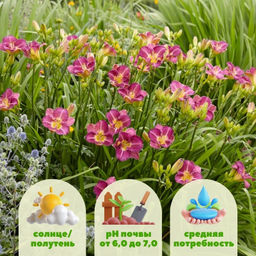 Лилейник Энтрапмент - Долина роз фото 2