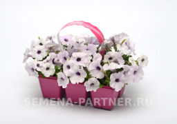 Петуния Изи Вэйв Сильвер каскадно-ампельная белая - Партнер фото 8