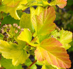 Пузыреплодник калинолистный Luteus