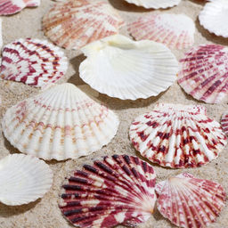 Набор ракушек «Гребешок пуксидатус», размер 4 - 6 см, 100 г