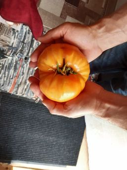 Томат Бизон оранжевый (сер.Вкуснотека) (А) (ЦВ) 10шт - Поиск фото 5