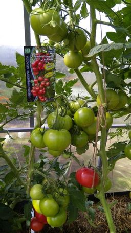 Томат ГЕРМАН F1 - Уральский дачник фото 16