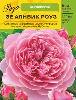 Роза Зе Алнвик Роуз (Английская) С ЦВ.НАКЛЕЙКОЙ 1шт