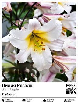 Лилия Regale (Трубчатая) - Голландские луковицы фото 2
