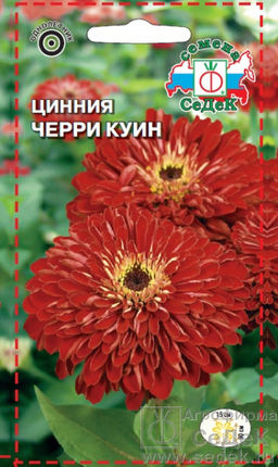 Цинния Черри Куин изящная (вишневая) 0,5г (СеДеК)