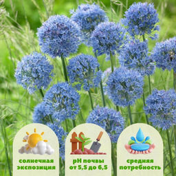 Лук декоративный Азуреум