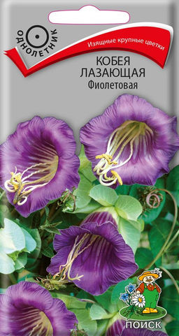 Кобея лазающая Фиолетовая 5шт. (Поиск)