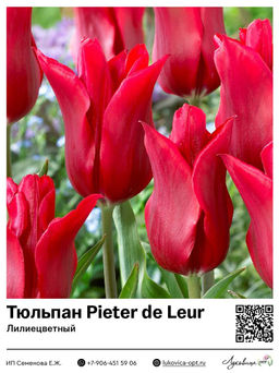 Тюльпан Pieter de Leur (Лилиецветный)