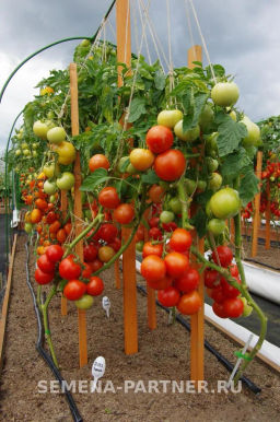 Томат Лирика - Партнер фото 7