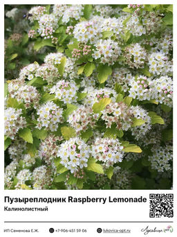 Пузыреплодник калинолистный Raspberry Lemonade (Распберри Лемонад)