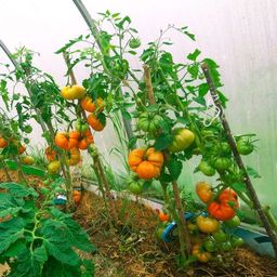 Томат САХАРНАЯ ГОЛОВА Салатный сорт Челябинской селекции! Плоды мясистые, безумно сладкие, тяжеловесные, массой до 1,5 кг! - Уральский дачник фото 9