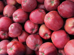 Яблоня Глостер - Долина роз фото 3