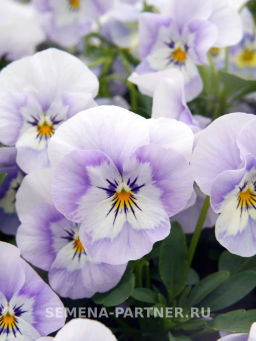 Виола Соблазн Влюбленный Эльф - Партнер фото 3