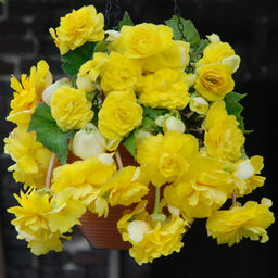 БЕГОНИЯ Каскад Желтая Разбор 5/6 Кол-во упак., шт 3