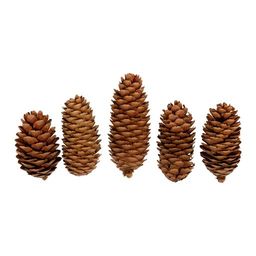 Blumentag CIF-01 Шишки еловые 5 шт. 01 Ель