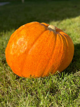 Тыква ГРОМИЛА  Крупноплодная - Уральский дачник фото 2