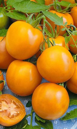 Томат АНДРОМЕДА ЗОЛОТАЯ F1 Золотой чемпион по вкусу, урожайности и неприхотливости! Не требует подвязки и пасынкования!