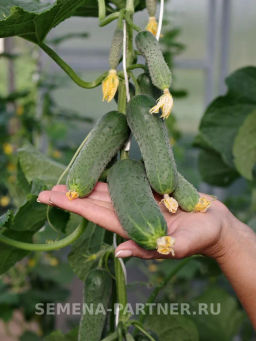 Огурец партенокарпический Фулл Хаус - Партнер фото 3