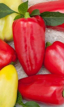 Перец МРАМОРНЫЙ  Необычайно красив!