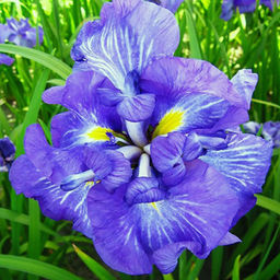 Ирис Electric Rays (Мечевидный, махровый) - Голландские луковицы фото 2