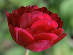 Тюльпан Antraciet (Антрацит)