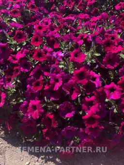 Петуния Итальянка Виолетта каскадная фиолетовая - Партнер фото 3