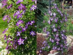 Клематис Веноза Виолацея - Долина роз фото 4