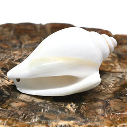 Ракушка морская в натуральном цвете 25*55мм Радуга камня