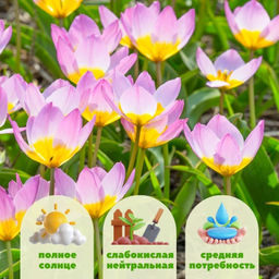 Тюльпан Лилак Уандер