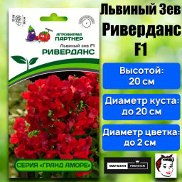 Львиный Зев низкорослый крупноцветковый Гранд Аморе Риверданс